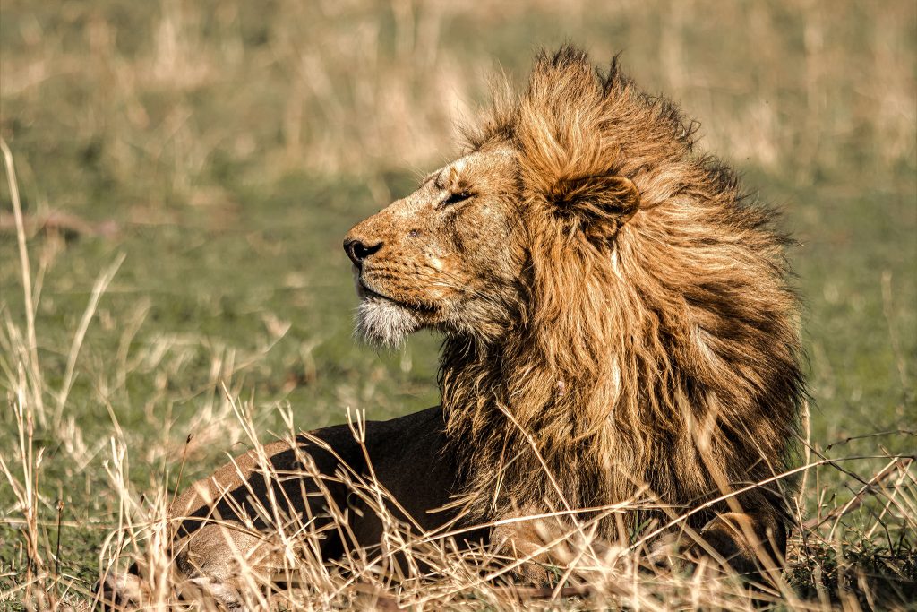 Mikumi National Park Safari