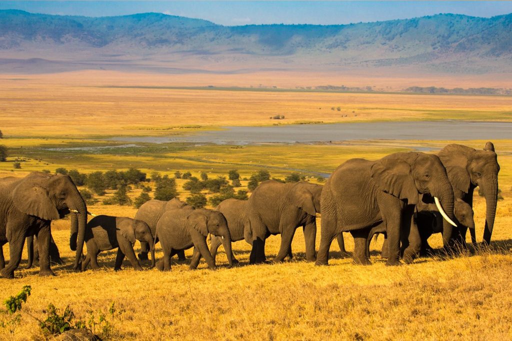 Ngorongoro Crater Safari