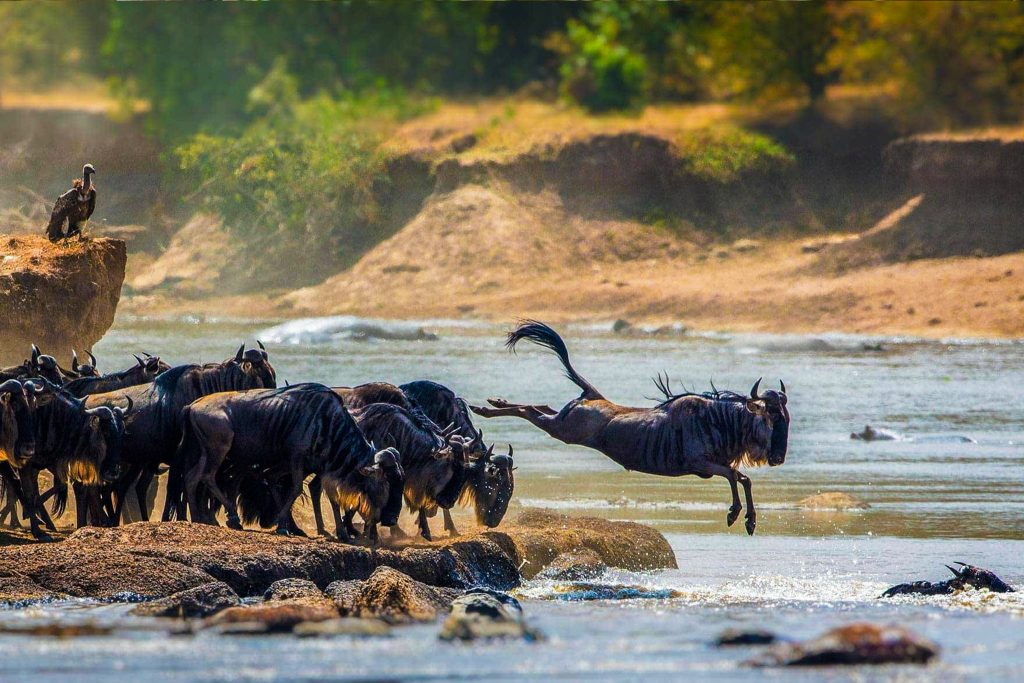 Serengeti National Park Safari